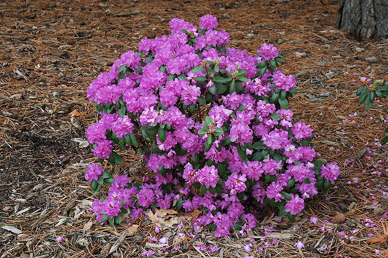 Compact P.J.M. Rhododendron (Rhododendron 'P.J.M. Compact') at Alsip Home and Nursery