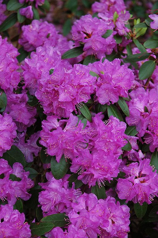 Compact P.J.M. Rhododendron (Rhododendron 'P.J.M. Compact') at Alsip Home and Nursery