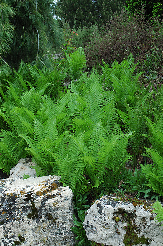 Ostrich Fern (Matteuccia struthiopteris) at Alsip Home and Nursery