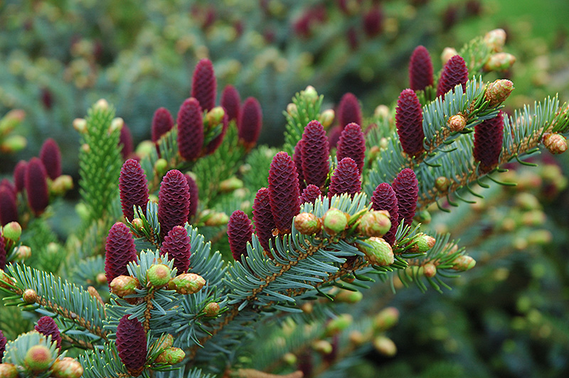 Red Cone Spruce (Picea abies 'Acrocona') at Alsip Home and Nursery