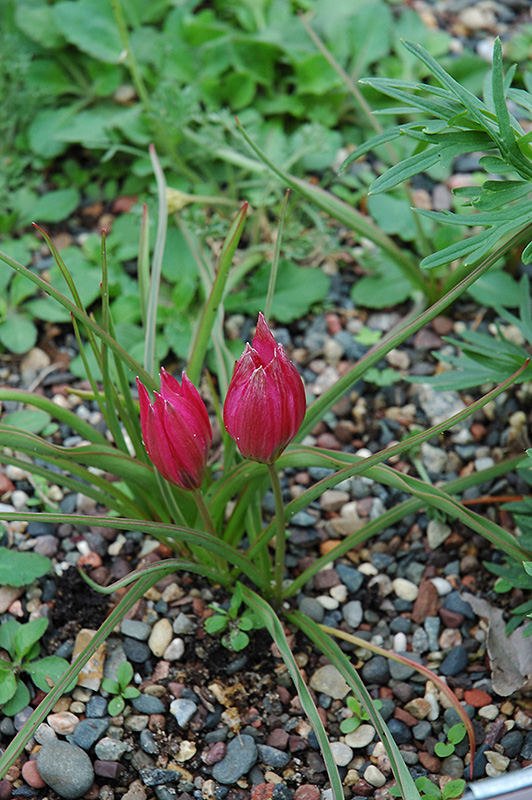 Crocus Tulip (Tulipa humilis 'Violacea') at Alsip Home and Nursery
