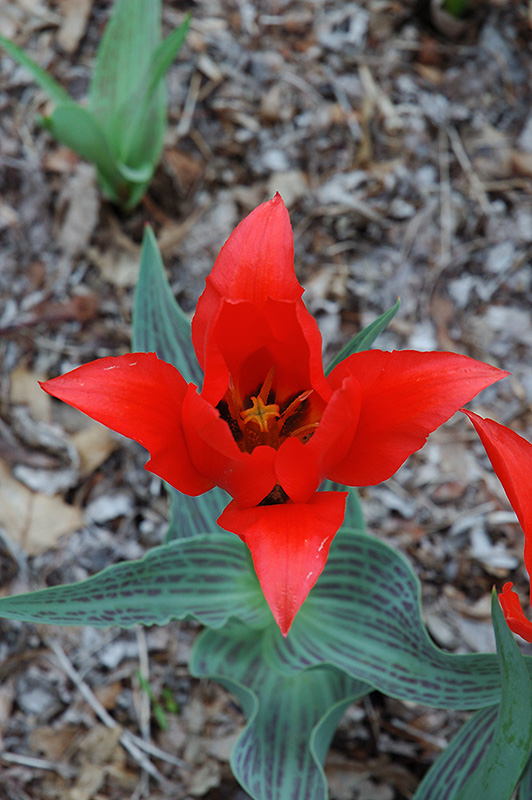 Red Riding Hood Tulip (Tulipa 'Red Riding Hood') at Alsip Home and Nursery