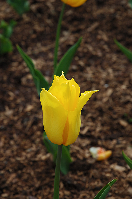 Yokohama Tulip (Tulipa 'Yokohama') at Alsip Home and Nursery