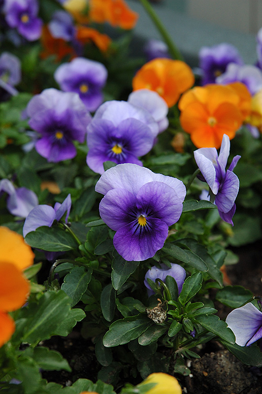 Velour Blue Pansy (Viola 'Velour Blue') at Alsip Home and Nursery
