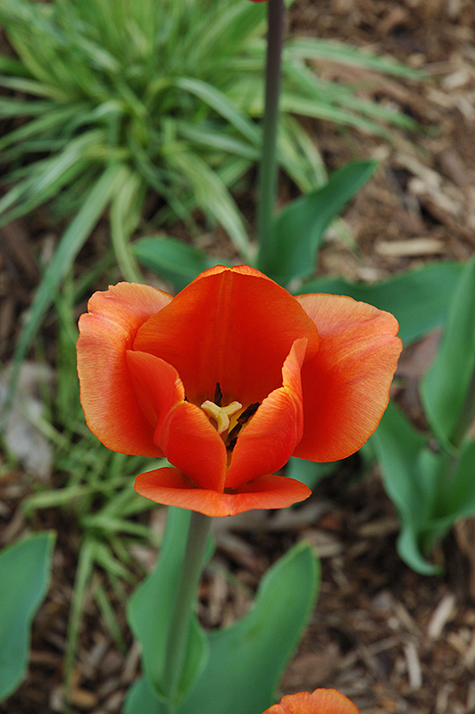 King's Orange Tulip (Tulipa 'King's Orange') at Alsip Home and Nursery