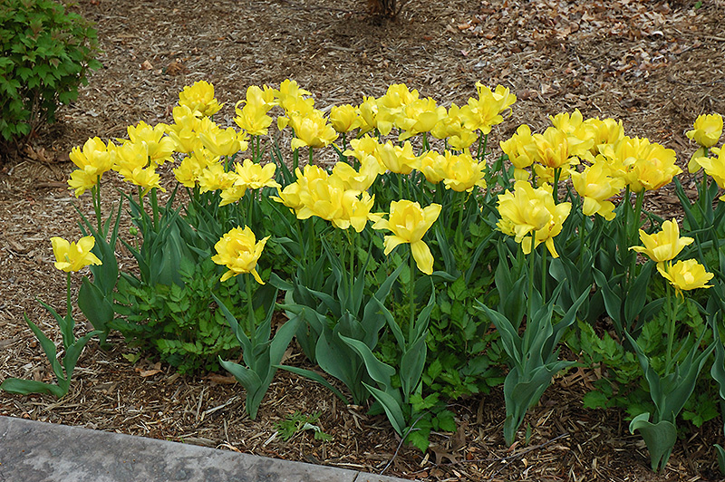 Monte Carlo Tulip (Tulipa 'Monte Carlo') at Alsip Home and Nursery