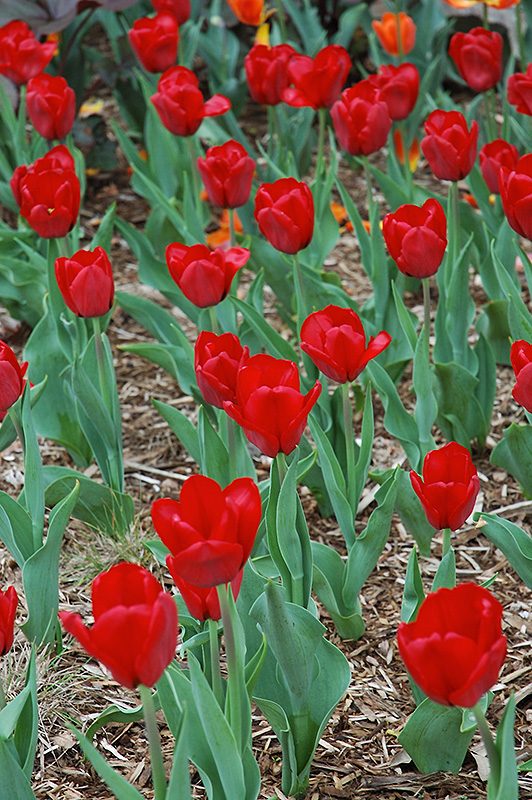 Red Present Tulip (Tulipa 'Red Present') at Alsip Home and Nursery