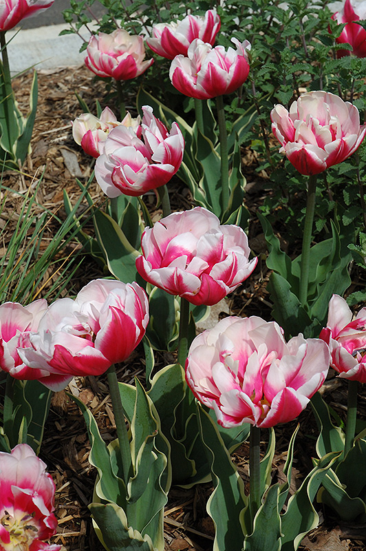 Top Lips Tulip (Tulipa 'Top Lips') at Alsip Home and Nursery
