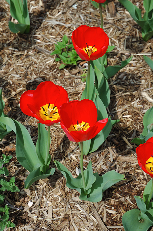 Oxford Tulip (Tulipa 'Oxford') at Alsip Home and Nursery