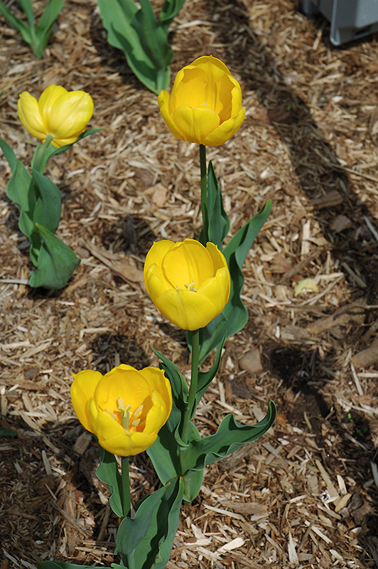 Bellona Tulip (Tulipa 'Bellona') at Alsip Home and Nursery