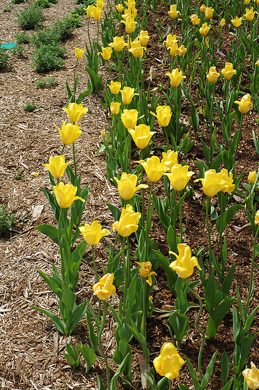 Golden Melody Tulip (Tulipa 'Golden Melody') at Alsip Home and Nursery