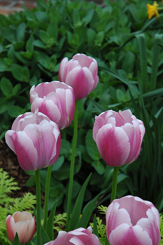 Ollioules Tulip (Tulipa 'Ollioules') at Alsip Home and Nursery