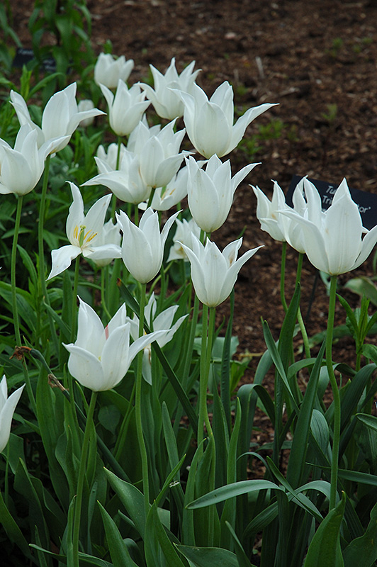 White Triumphator Tulip (Tulipa 'White Triumphator') at Alsip Home and Nursery