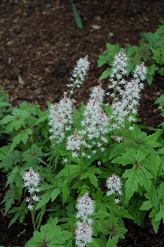 Iron Butterfly Foamflower (Tiarella 'Iron Butterfly') at Alsip Home and Nursery