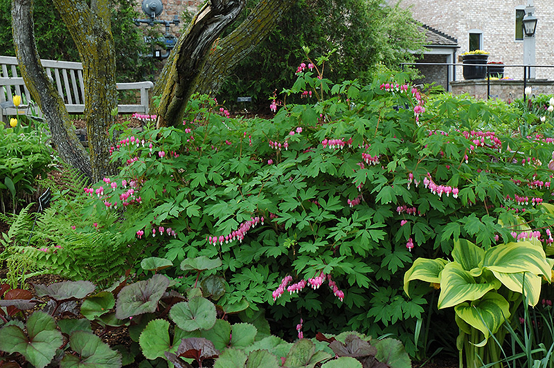 Common Bleeding Heart (Dicentra spectabilis) at Alsip Home and Nursery