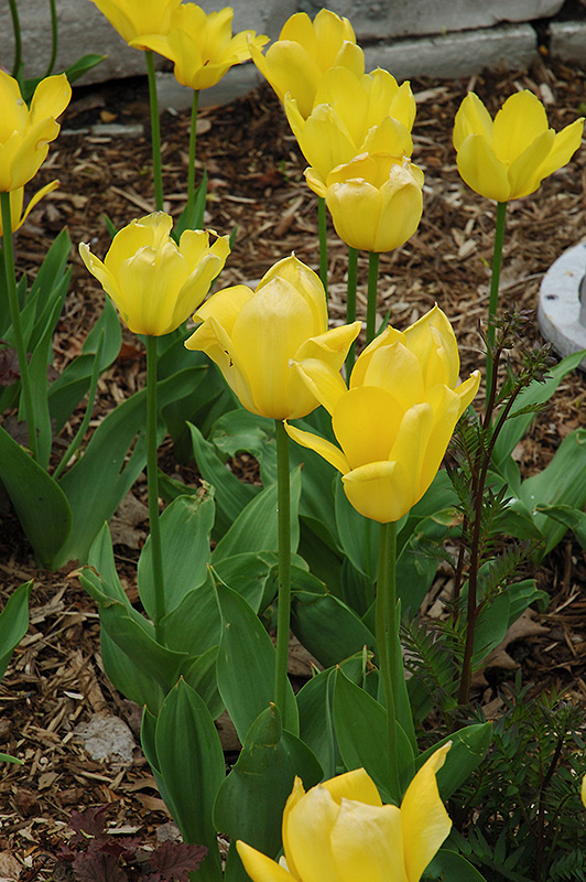 Yellow Purissima Tulip (Tulipa 'Yellow Purissima') at Alsip Home and Nursery
