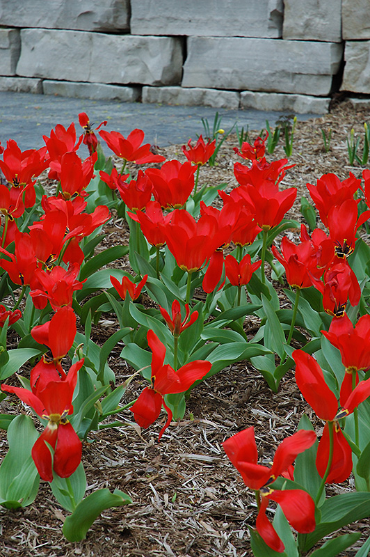 Red Emperor Tulip (Tulipa fosteriana 'Red Emperor') at Alsip Home and Nursery