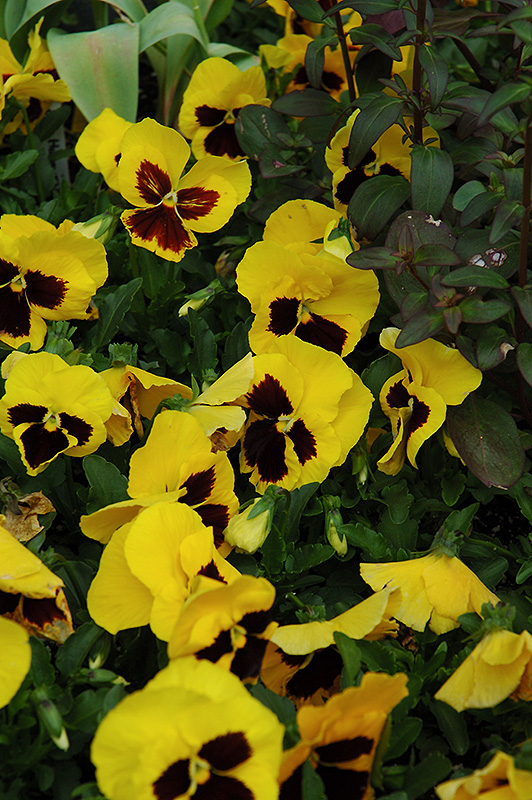 Majestic Giant Yellow Pansy (Viola x wittrockiana 'Majestic Giant Yellow') at Alsip Home and Nursery