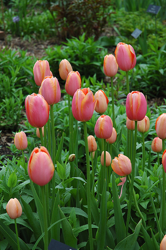 Menton Tulip (Tulipa 'Menton') at Alsip Home and Nursery