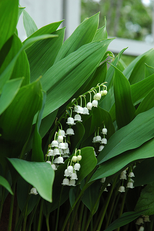 Lily-Of-The-Valley (Convallaria majalis) at Alsip Home and Nursery