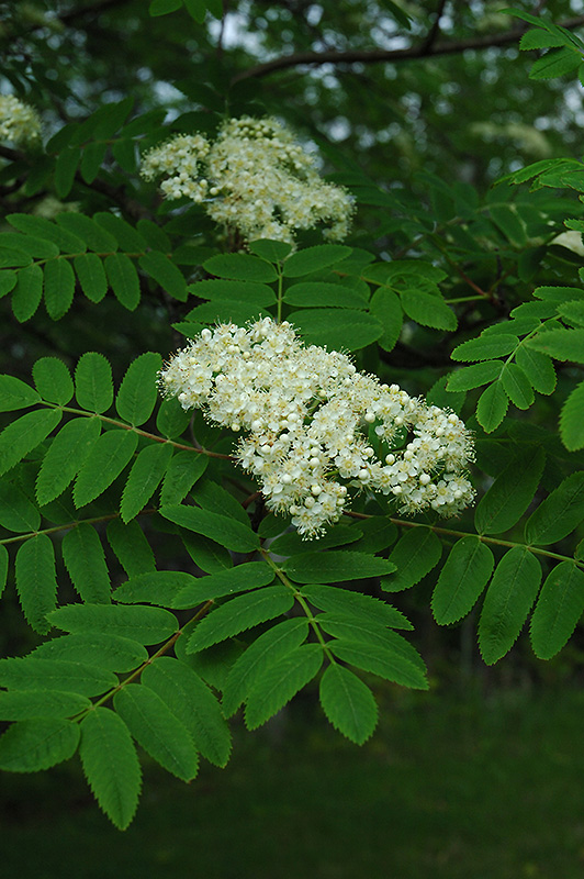Cardinal Royal Mountain Ash (Sorbus aucuparia 'Michred') at Alsip Home and Nursery