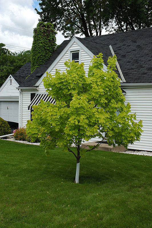Princeton Gold Maple (Acer platanoides 'Princeton Gold') at Alsip Home and Nursery