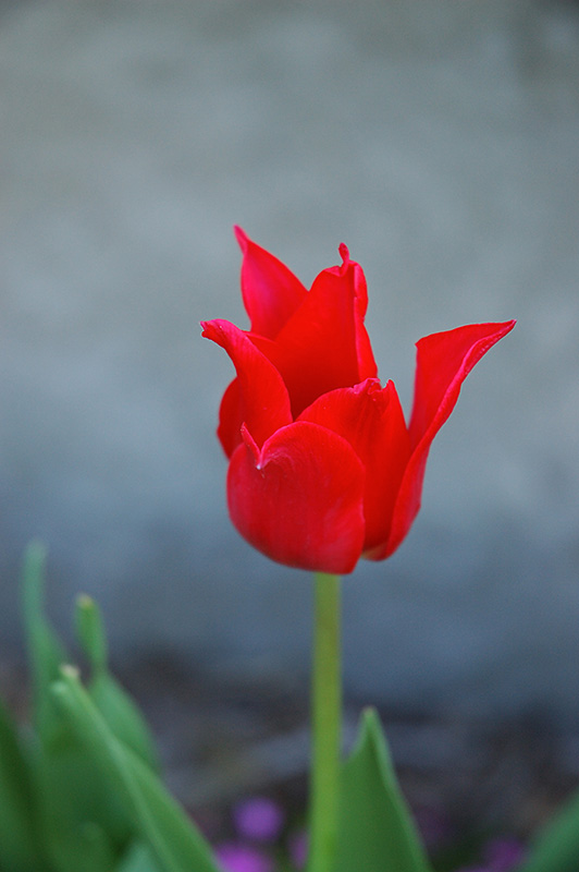Pretty Woman Tulip (Tulipa 'Pretty Woman') at Alsip Home and Nursery