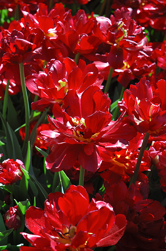 Uncle Tom Tulip (Tulipa 'Uncle Tom') at Alsip Home and Nursery