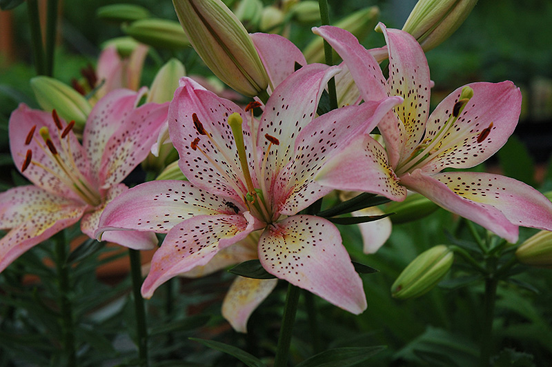 Pixie Lily (Lilium 'Pixie') at Alsip Home and Nursery