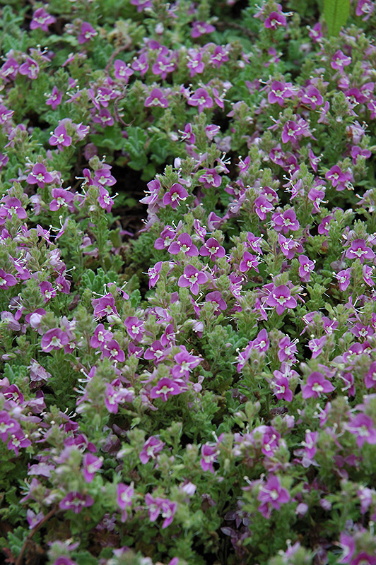 Pink Creeping Speedwell (Veronica repens 'Rosea') at Alsip Home and Nursery