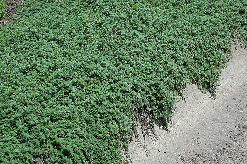 Vail Valley Thyme (Thymus 'Vail Valley') at Alsip Home and Nursery