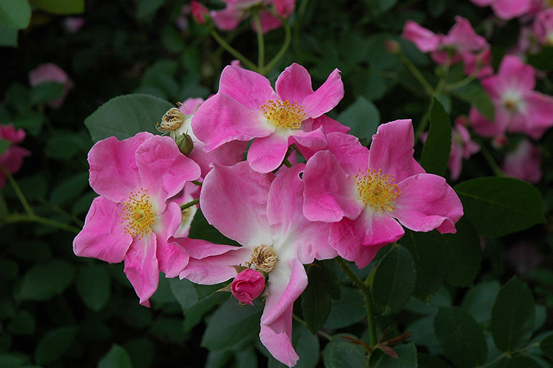 Nearly Wild Rose (Rosa 'Nearly Wild') at Alsip Home and Nursery