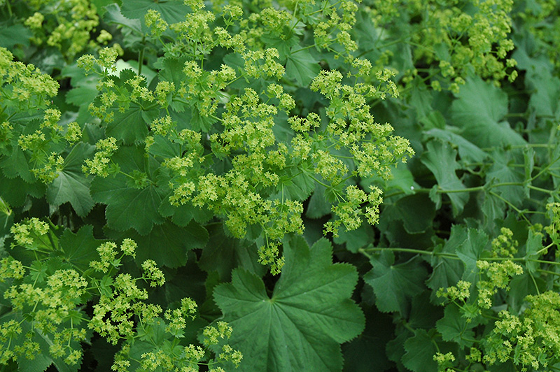 Lady's Mantle (Alchemilla mollis) at Alsip Home and Nursery