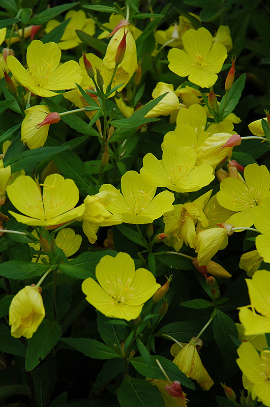 Yellow Sundrops (Oenothera tetragona) at Alsip Home and Nursery