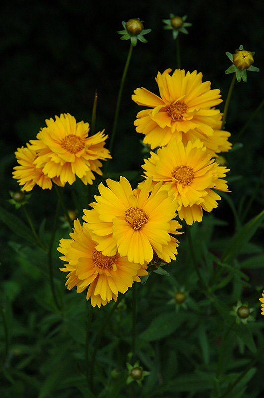 Early Sunrise Tickseed (Coreopsis 'Early Sunrise') at Alsip Home and Nursery