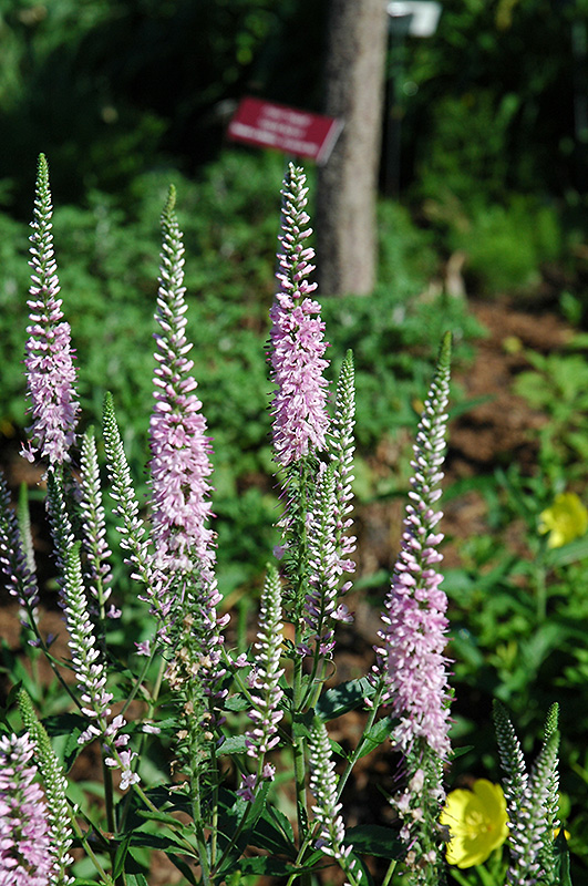 Pink Damask Speedwell (Veronica longifolia 'Pink Damask') at Alsip Home and Nursery