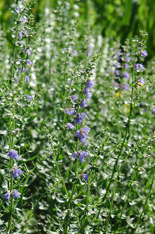 Hyssop (Hyssopus officinalis) at Alsip Home and Nursery