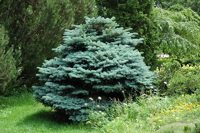 Globe Blue Spruce (Picea pungens 'Globosa') at Alsip Home and Nursery