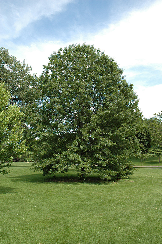 Northern Pin Oak (Quercus ellipsoidalis) at Alsip Home and Nursery