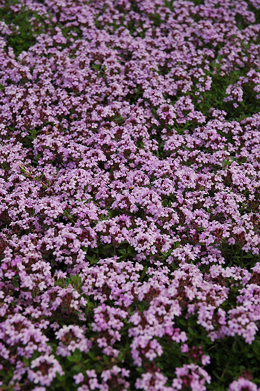 Red Creeping Thyme (Thymus praecox 'Coccineus') at Alsip Home and Nursery