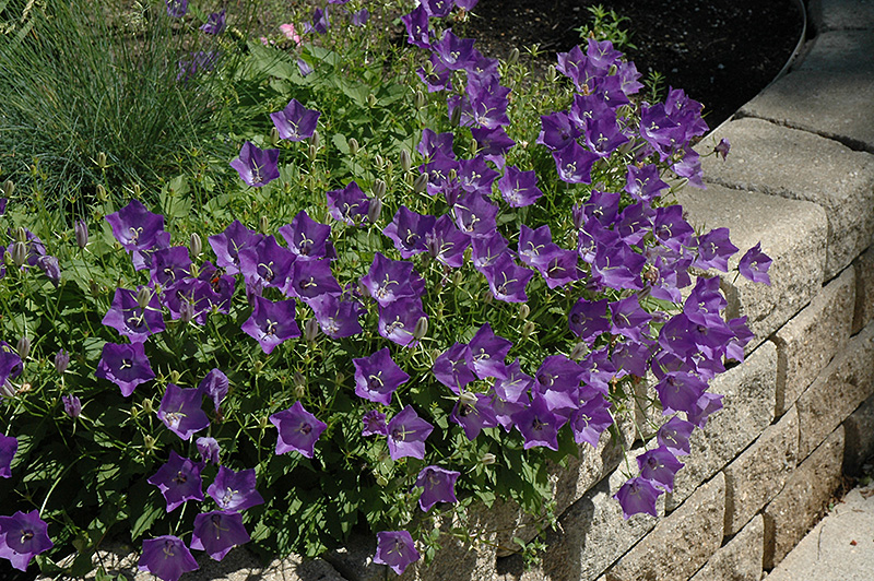 Blue Clips Bellflower (Campanula carpatica 'Blue Clips') at Alsip Home and Nursery