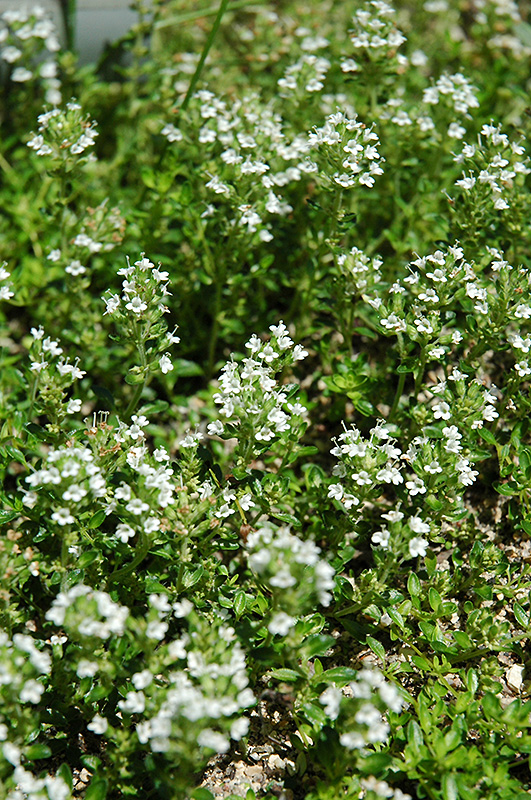 White Moss Thyme (Thymus praecox 'Albus') at Alsip Home and Nursery