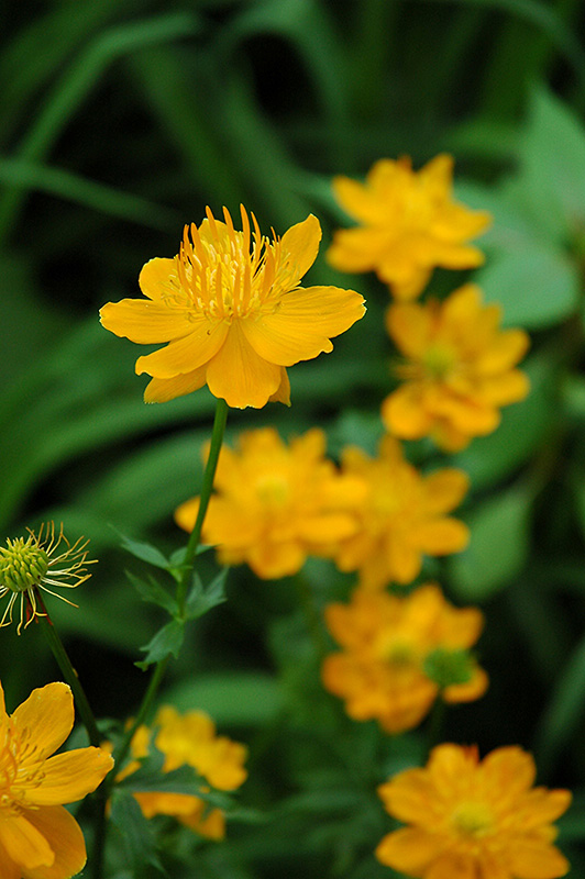 Globeflower (Trollius chinensis) at Alsip Home and Nursery