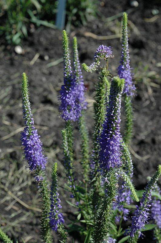 Blue Candles Speedwell (Veronica spicata 'Blue Candles') at Alsip Home and Nursery