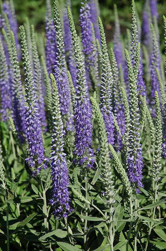 Wooly Speedwell (Veronica spicata 'var. incana') at Alsip Home and Nursery