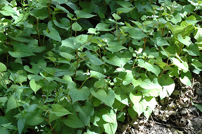 Chameleon Plant (Houttuynia cordata) at Alsip Home and Nursery