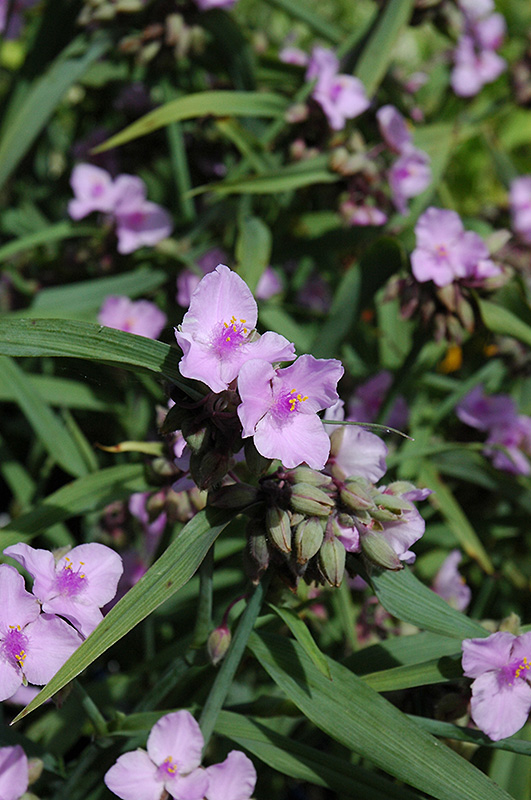 Perrine's Pink Spiderwort (Tradescantia x andersoniana 'Perrine's Pink') at Alsip Home and Nursery