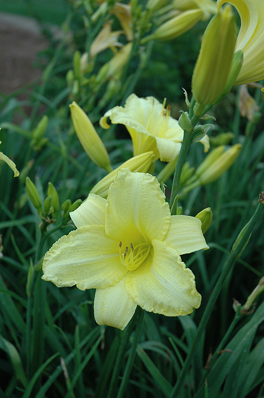 Happy Ever Appster Happy Returns Daylily (Hemerocallis 'Happy Returns') at Alsip Home and Nursery
