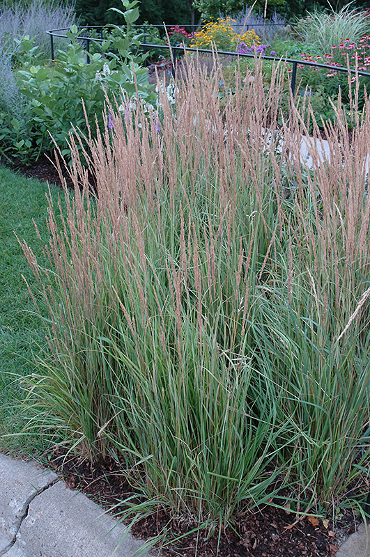 Variegated Reed Grass (Calamagrostis x acutiflora 'Overdam') at Alsip Home and Nursery