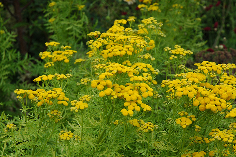 Isla Gold Tansy (Tanacetum vulgare 'Isla Gold') at Alsip Home and Nursery